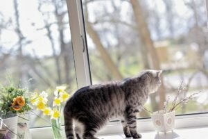Мифы о кошках или как спасти своего любимца